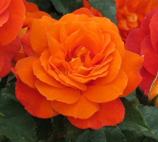 rosa-super-trouper-class-5
